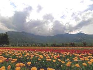 मशहूर ट्यूलिप गार्डन में छह-दिवसीय उत्सव शुरू