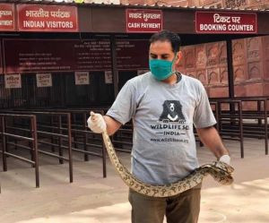  ताजमहल की टिकट बिंडो पर निकला अजगर