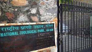  चिड़ियाघर में शेर की मौत