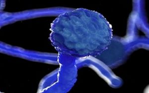  राज्यों, केन्द्रीय संस्थानों के लिए फंगस रोधी औषधि एम्फोटेरिसिन बी की 19 हजार 420 शीशियां आवंटित