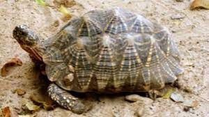   नदी में मिलीं कछुओं और कुर्म की 29 में से सर्वाधिक 11 प्रजातियां