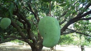  साल भर बाद लौटा "नूरजहां" आम, 500 सौ से लेकर  1,000 रुपये तक एक फल का दाम