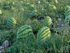 किसान ने की फ्री में तरबूज देने की पेशकश तो सेना ने बाजार मूल्य पर खरीद लिए