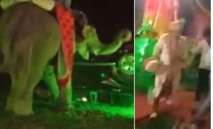  आतिशबाजी से भड़के हाथी ने उत्पात मचाया, दूल्हा बग्घी छोड़ भागा
