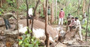  मादा हाथी का शव बरामद   