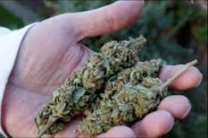  डेढ़ करोड़ रूपये का गांजा जब्त, दो गिरफ्तार