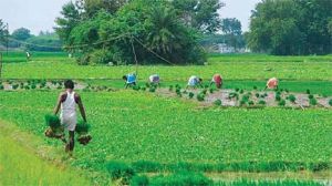  तीस कृषक उत्पादक संगठनों की आय दो साल में दुगनी हुई : एसएफएसी
