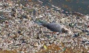  तालाब में सैकड़ों मछलियां मृत मिलीं
