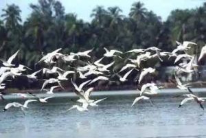  हजारों पक्षियों ने ओडिशा के भितरकनिका को बनाया अस्थायी घर