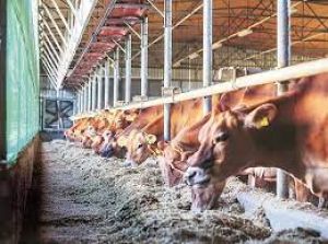  मंत्रिमंडल ने पशुपालन, डेयरी योजनाओं को फिर से व्यवस्थित करने को मंजूरी दी