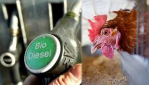मुर्गे के अपशिष्ट से बायोडीजल बनाने का पेटेंट हासिल किया