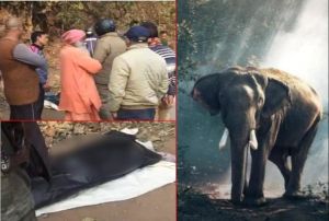  हाथी ने युवक को पटक-पटक कर मार डाला