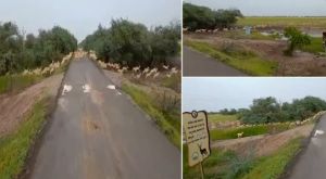 सड़क पार कर रहे सैकड़ों काले हिरणों का वीडियो हुआ चर्चित, प्रधानमंत्री मोदी ने बताया &lsquo;शानदार'