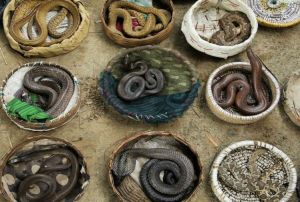  सपेरों से मुक्त कराए गए 24 सांप