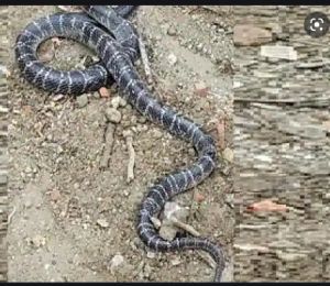  व्यक्ति ने प्रतिशोध लेते हुए सांप को काटा...! सांप की मौत