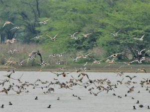  रामसर सूची में चार और भारतीय स्थलों को शामिल किया गया