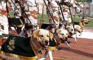  अफगानिस्तान से लौटे आईटीबीपी के श्वान अब छत्तीसगढ़ के नक्सल विरोधी अभियानों में काम करेंगे
