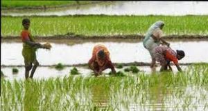  खरीफ फसलों की बुआई का क्षेत्र पिछले साल से अब तक 1.55% कम: सरकारी आंकड़े