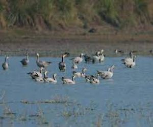 पक्षियों की गणना शुरू हुई