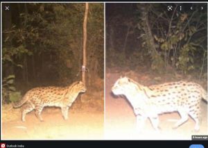   पन्ना टाइगर रिजर्व में कैमरे में कैद हुई लुप्तप्राय ''फिशिंग कैट''