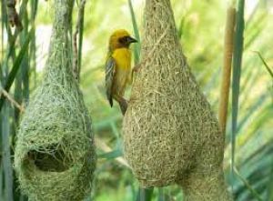  लुप्तप्राय बया पक्षियों के घोंसले देखे गए