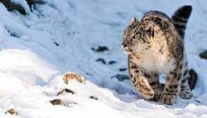  हिम तेंदुआ लद्दाख का राजकीय पशु बना