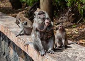  नगर निगम ने चलाया &lsquo;बंदर पकड़ो' अभियान, पहले ही दिन 85 बंदर पकड़े गये