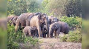 2018 से अब तक 282 हाथियों, दो बाघों, 15 तेंदुओं की मौत : सरकार