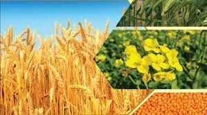  सरकार ने गेहूं का एमएसपी 40 रुपये बढ़ाकर 2,015 रुपये प्रति क्विंटल किया