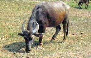 ओडिशा की मांडा भैंस को मिला स्वदेशी का तमगा