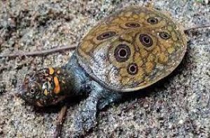  मछुआरे को मिला दुर्लभ प्रजाति का कछुआ