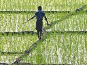   देश में 2019 में 50 प्रतिशत से अधिक कृषक परिवार कर्ज में, प्रति परिवार औसत ऋण 74,121 रुपये: सर्वे