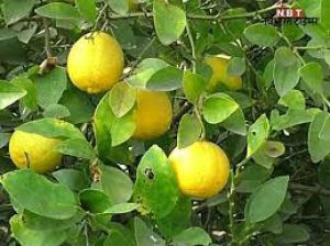  जल्द बनेगा &lsquo;नींबू वाला गांव'