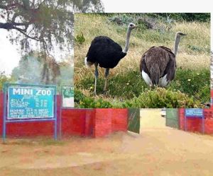 लघु चिडिय़ाघर में 9 फीट हाइट का एक नर और दो मादा शुतुरमुर्ग