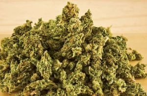 कोणार्क  एक्सप्रेस में लावारिस थैले से 20 किलोग्राम गांजा जब्त