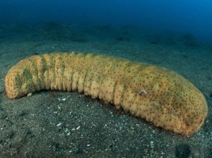 तमिलनाडु में एक करोड़ रुपये मूल्य का समुद्री जीव बरामद