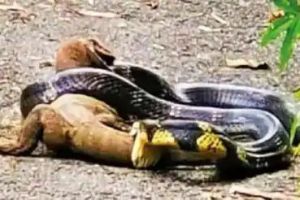  किंग कोबरा और मॉनिटर छिपकली के बीच दुर्लभ लड़ाई, वीडियो वायरल