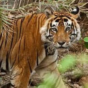  छह बाघ अभयारण्य एक अक्टूबर से पर्यटकों के लिए खुलेंगे