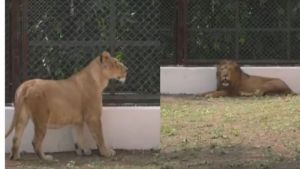  दिल्ली के चिड़ियाघर में गुजरात से एक शेर और दो शेरनियां लाई गईं