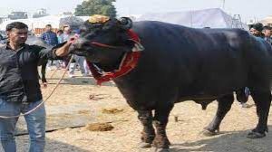  21 करोड़ रुपए के सुल्तान की हार्टअटैक से मौत, रोजाना 3 हजार रुपए का चारा खा जाता था....