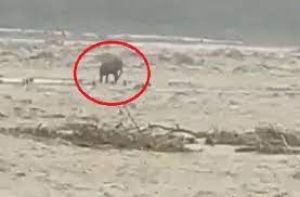संघर्ष के बाद निकला नदी में फंसा हाथी, वीडियो वायरल