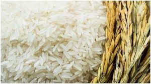  भारत सिर्फ गैर-जीएम चावल का निर्यात कर रहा है: सरकार