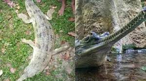 मछली पकड़ने के जाल में फंसे घड़ियाल को बचाया गया