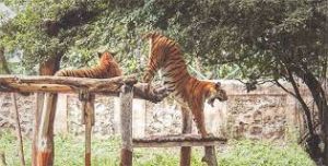 मुंबई का भायखला चिड़ियाघर एक नवंबर से खुल जाएगा