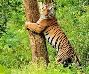 पर्यटकों के लिए इस बार एक नवंबर से नहीं खुल सकेगा दुधवा बाघ अभयारण्य