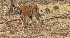 अभयारण्य में बाघिन अपने दो नन्हें शावकों के साथ दिखी