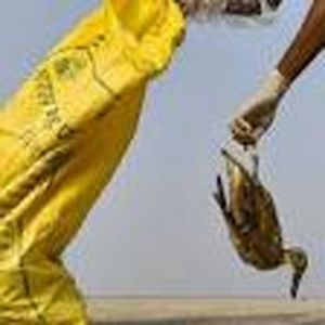 80 से अधिक प्रवासी पक्षी मृत मिले, रानीखेत रोग की चपेट में आने का संदेह