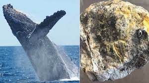  दो करोड़ रुपये की &lsquo;व्हेल &lsquo;एम्बरग्रिस' जब्त, दो लोग गिरफ्तार