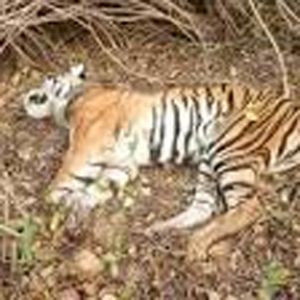 बाघिन मृत मिली