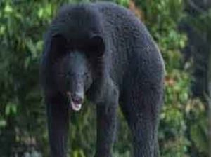 भालू के हमले में महिला की मौत